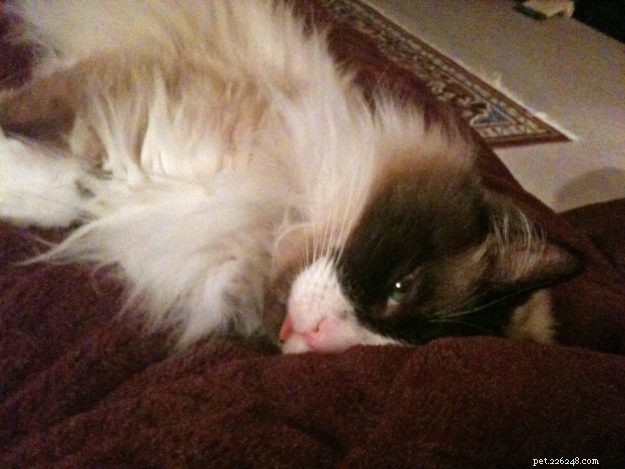 Bilder på Ragdoll Cats with their Tungues Out