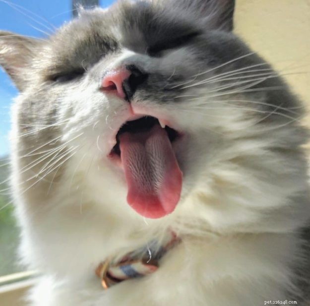 Obrázky koček Ragdoll s vyplazeným jazykem