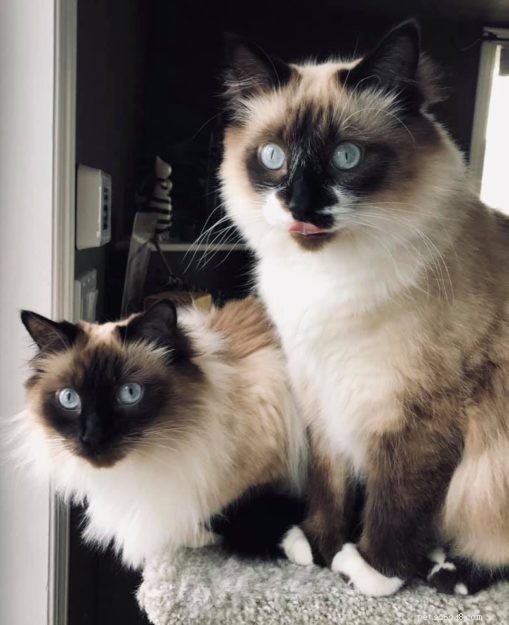 Fotos de gatos Ragdoll com a língua de fora