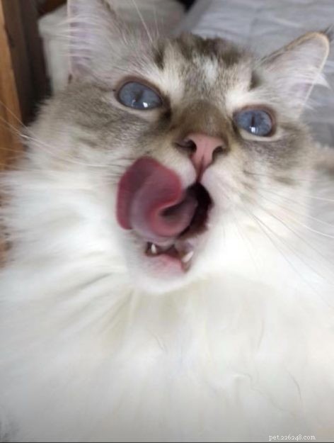 Foto s van Ragdoll-katten met hun tong uit