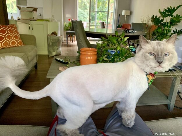 Mudança de cor do gato Ragdoll após barbear o pelo