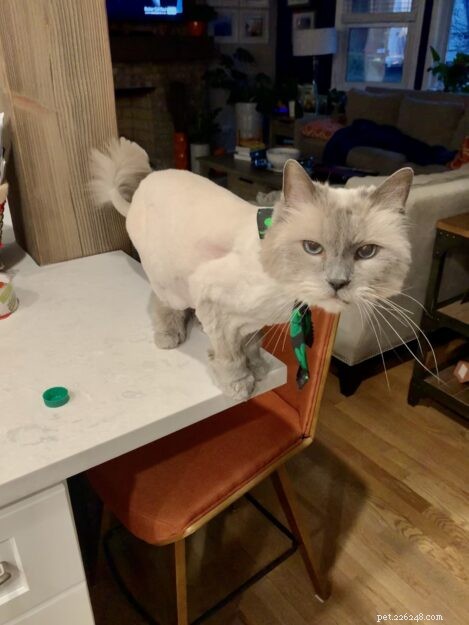 毛皮を剃った後のラグドール猫の色の変化 