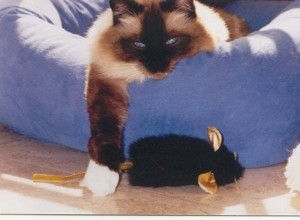 シールポイントラグドール猫–ミット、カラーポイント、バイカラー、リンクスラグドール猫 