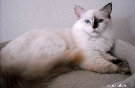 シールポイントラグドール猫–ミット、カラーポイント、バイカラー、リンクスラグドール猫 
