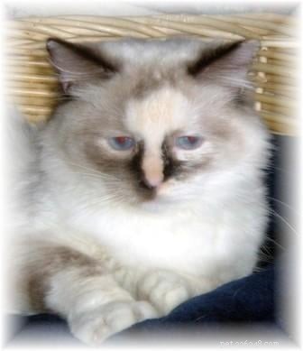 Кошки породы рэгдолл сил-пойнт – кошки рэгдолл с рукавицами, колорпойнт, биколор и рысь