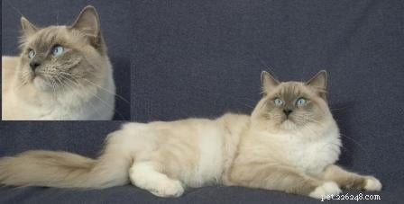 青いラグドール猫と子猫 