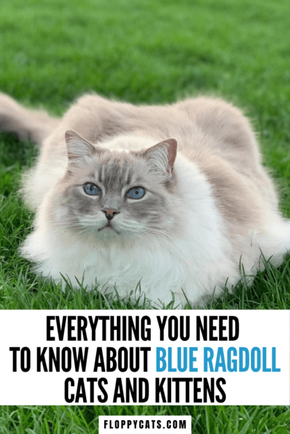 Gatos e gatinhos Blue Ragdoll