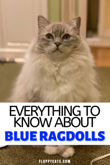Chats et chatons Ragdoll bleus