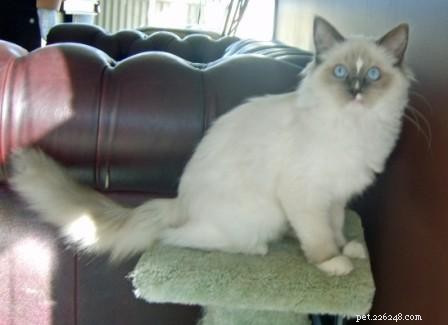 푸른 봉제 인형 고양이와 새끼 고양이