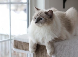 Duffy – Ragdoll van de week