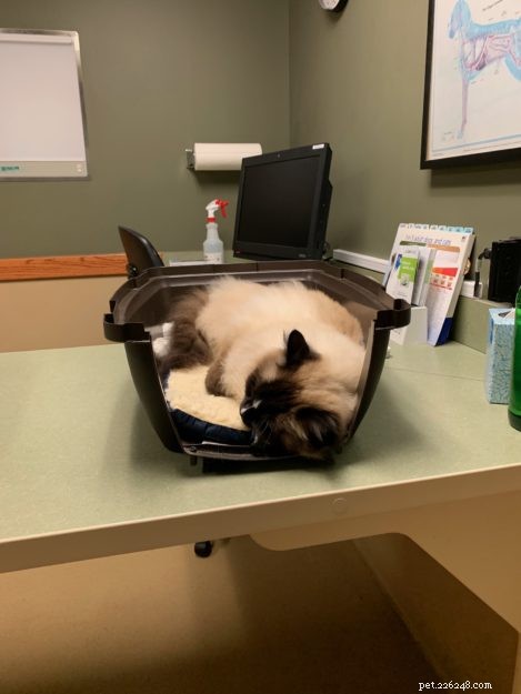 Visita veterinária de emergência e especialidade da Missão Ragdoll Cat Charlie 25 de julho de 2019