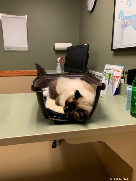 Visita veterinária de emergência e especialidade da Missão Ragdoll Cat Charlie 25 de julho de 2019