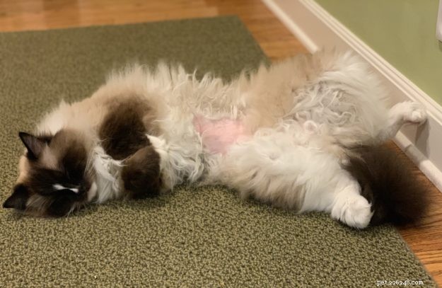 Ragdoll Cat Charlie Mission Veterinární pohotovost a speciální návštěva 25. července 2019