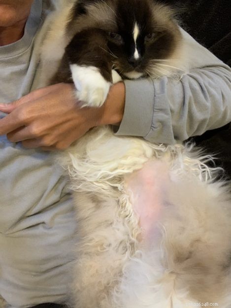 Visita di emergenza e specialità veterinaria della missione Ragdoll Cat Charlie 25 luglio 2019