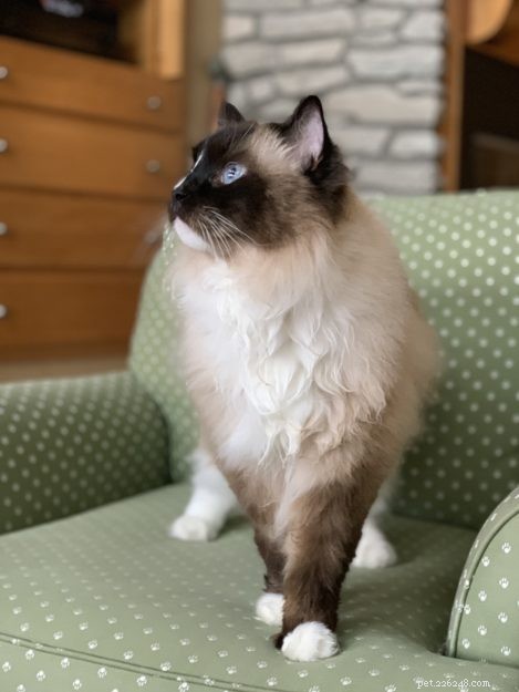 Ragdoll Cat Charlie Mission Urgence vétérinaire et visite spécialisée le 25 juillet 2019