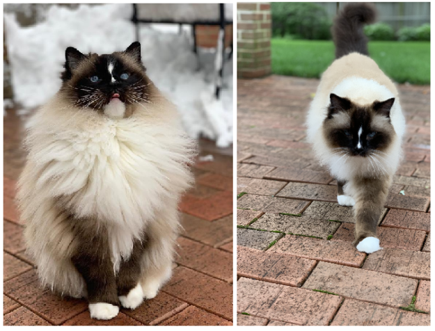 Varför ändrar My Ragdoll Cat färg?