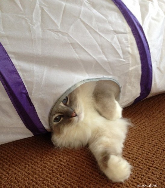 O gato não para de arranhar o sofá? – Como acabar com isso