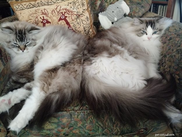 Dickens and Purrcival – Ragdolls of the Week