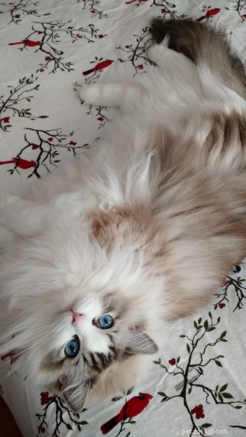 Dickens and Purrcival – Ragdolls of the Week