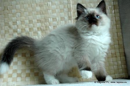 白い先端の尾を持つラグドール猫の写真 