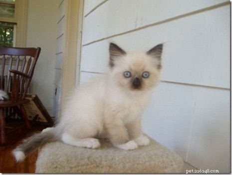 Fotos de gatos Ragdoll com caudas brancas