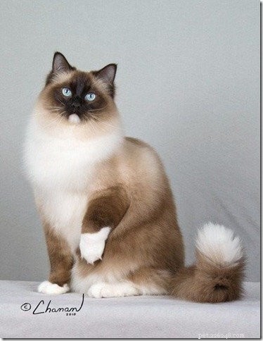 Photos de chats Ragdoll avec des queues blanches
