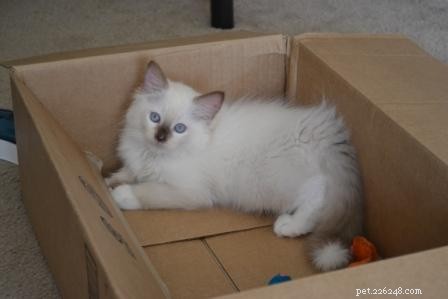 Foto s van Ragdoll-katten met witte staartpuntjes