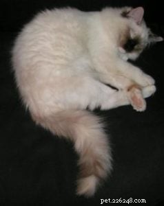 白い先端の尾を持つラグドール猫の写真 