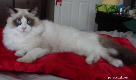 꼬리가 하얀 봉제인형 고양이 사진