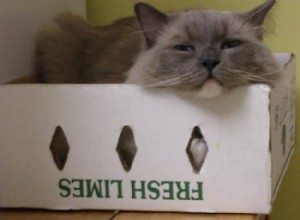 Foto s van Ragdoll Cats in Boxes