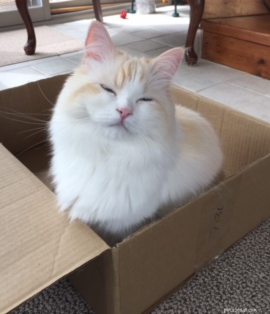ボックスの写真のラグドール猫 