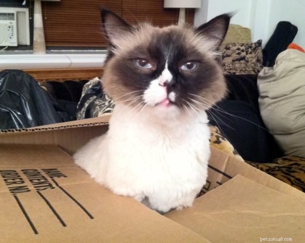Foto s van Ragdoll Cats in Boxes