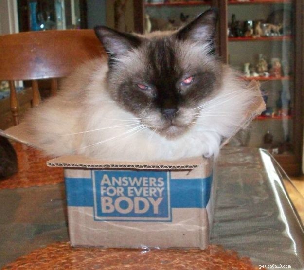 ボックスの写真のラグドール猫 