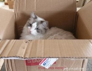 Foto di gatti Ragdoll in scatole
