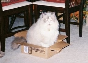 상자에 든 고양이 봉제 인형