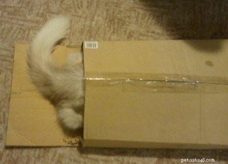 Foto s van Ragdoll Cats in Boxes