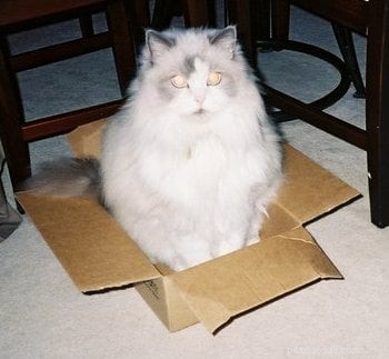 상자에 든 고양이 봉제 인형