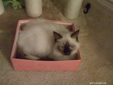 Ragdoll Cats in Boxes Photos