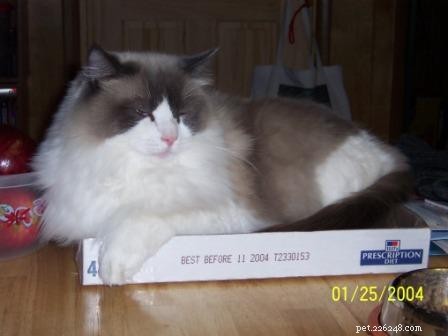 Fotky koček Ragdoll v krabicích