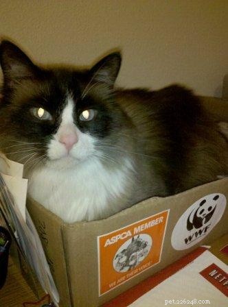 Fotky koček Ragdoll v krabicích