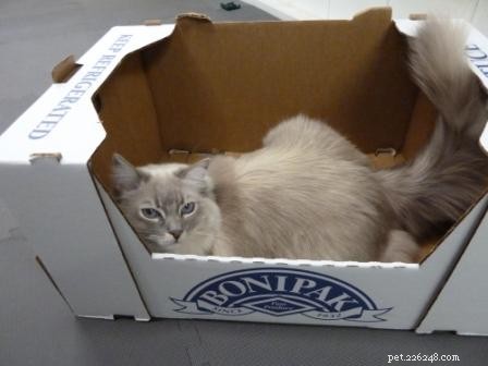 Fotos de gatos ragdoll em caixas