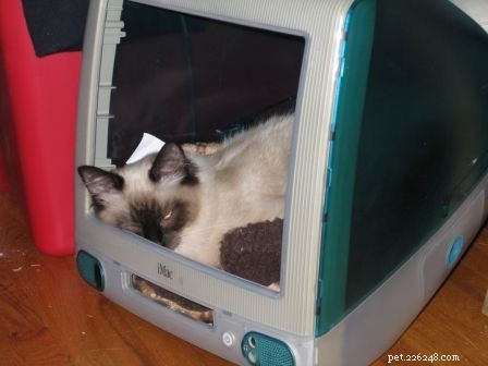 Fotos de gatos ragdoll em caixas