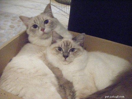 Photos de chats Ragdoll dans des boîtes