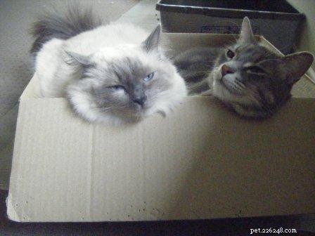 Кошки Рэгдолл в коробках Фото
