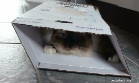 Foto di gatti Ragdoll in scatole