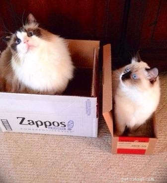 Ragdoll Cats in Boxes Photos