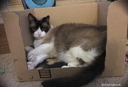 Photos de chats Ragdoll dans des boîtes