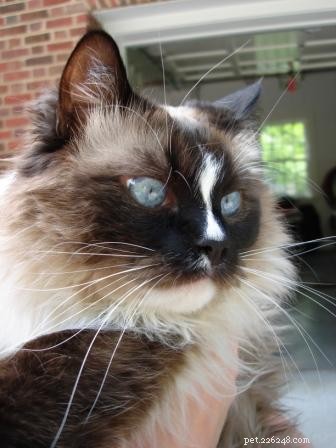 ブレイズのあるラグドール猫：ブレイズのあるラグドール猫の写真 