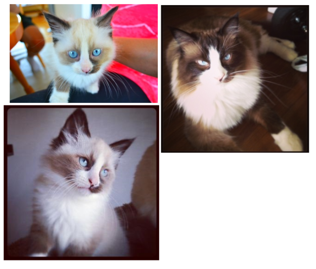Ragdoll Cats with Blazes:Bilder på Ragdoll Cats with Blazes