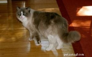 블레이즈를 입은 랙돌 고양이:블레이즈를 든 랙돌 고양이 사진